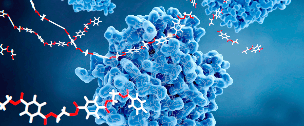 Manque d’enzyme lactase : quelles conséquences sur votre digestion ?