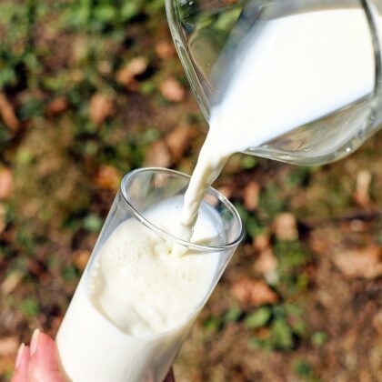 Que se passe-t-il dans votre corps quand vous buvez du lait ?