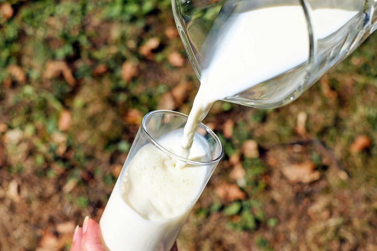 Que se passe-t-il dans votre corps quand vous buvez du lait ?
